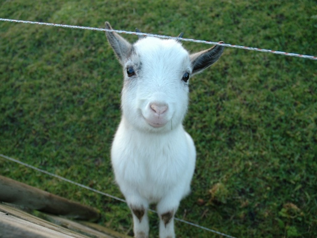 Nu poti sa-l refuzi cand iti zambeste asa frumos: