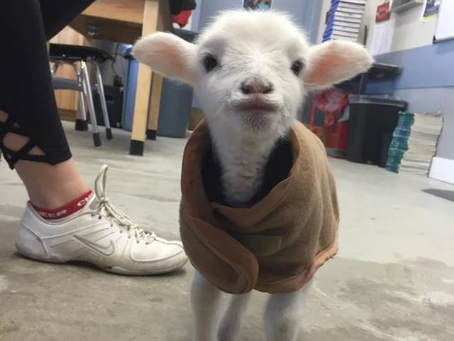 Un iedut fericit, imbracat cu hainuta preferata