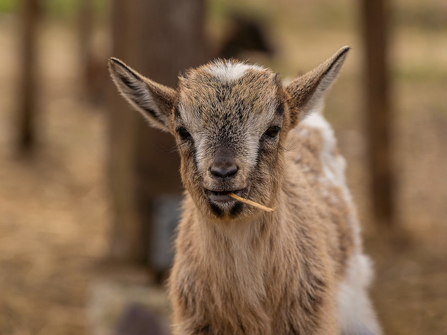 "Daca vrei, iti dau si tie sa mananci"