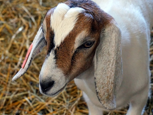 "Sigur ca am fost cuminte!"