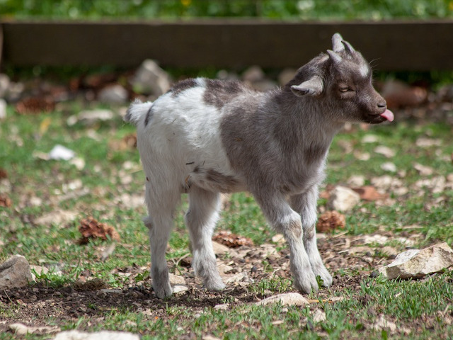 "Sunt mai simpatic decat tine!"