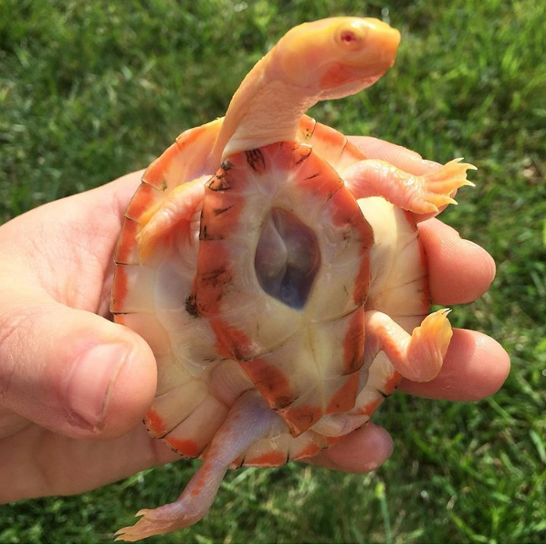 O broasca testoasa care are inima in afara pieptului