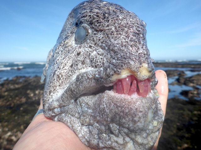 Pestii Wolf Eels mananca arici rosii de mare, iar dintii lor incep sa arate ca si quartzul roz
