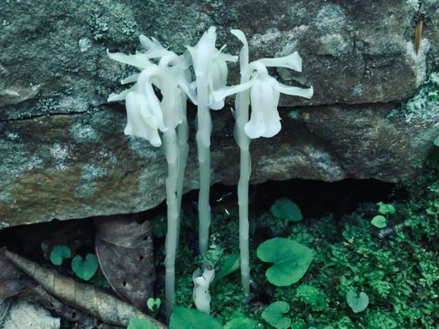 Planta "fantoma", care nu are nevoie de lumina soarelui