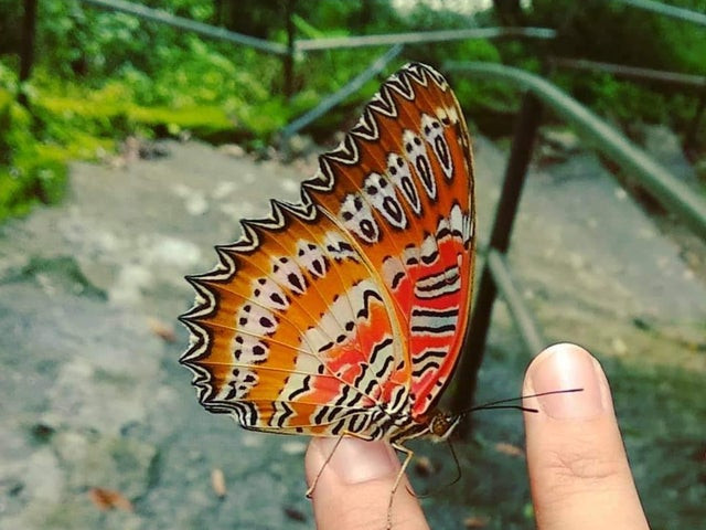 Fete care tipa pe aripile unui fluture din India