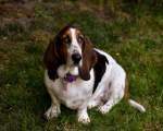 Basset Hound