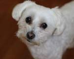 Bichon Maltese