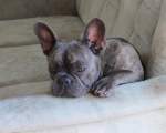 Bulldog Francez