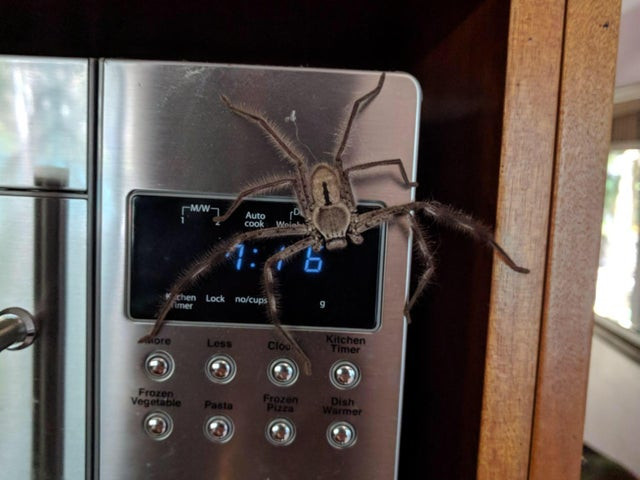 ...la fel si paianjenii