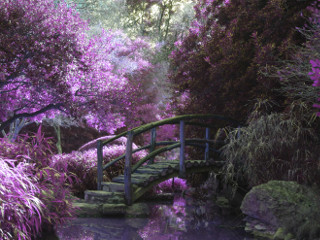 Frumusetea exista peste tot