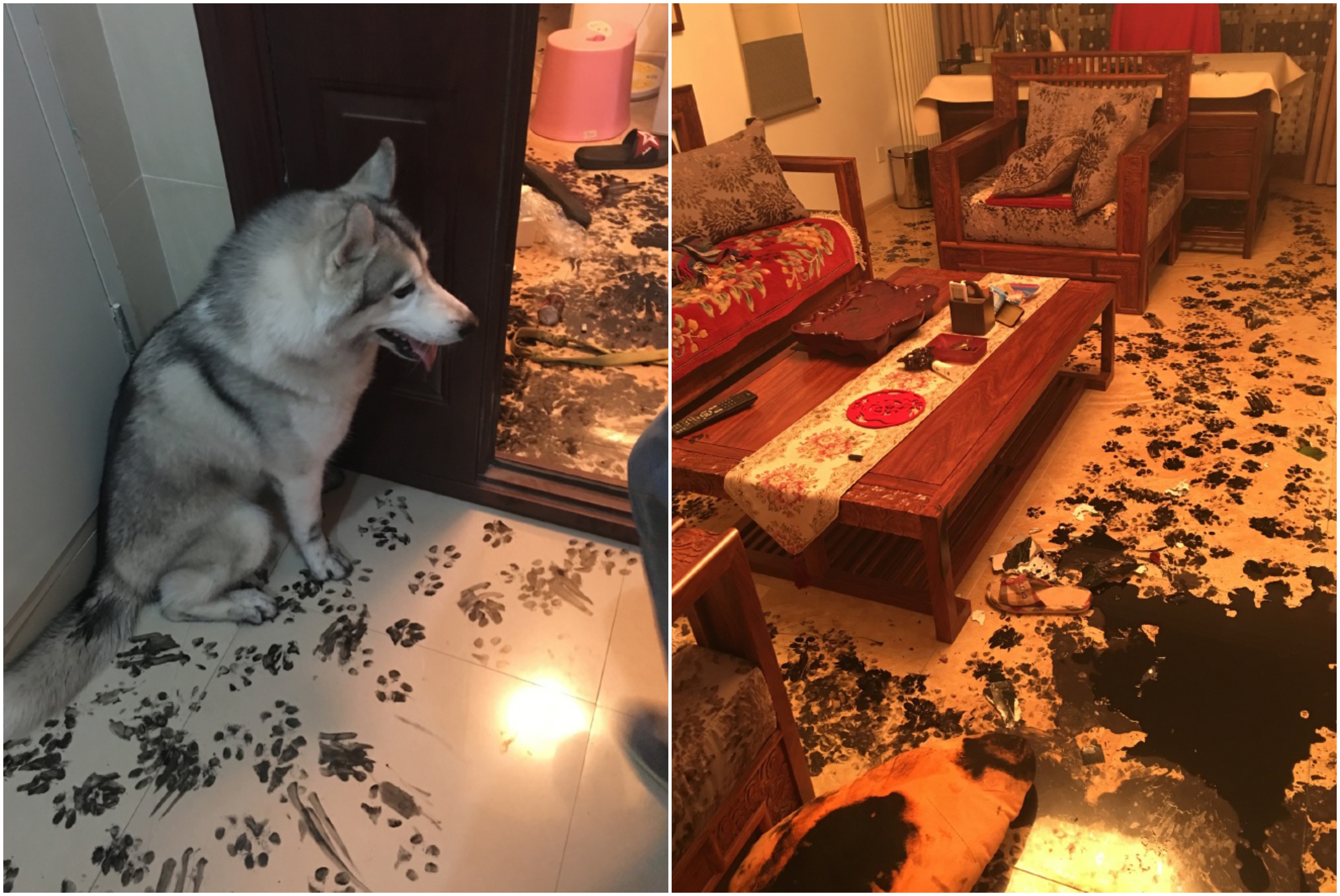 Au lasat cainele acasa 3 ore, pentru a merge la film. Cand s-au intors au gasit asta: