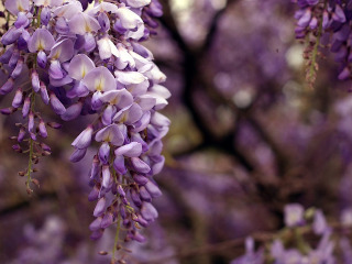Wisteria (Glicina)