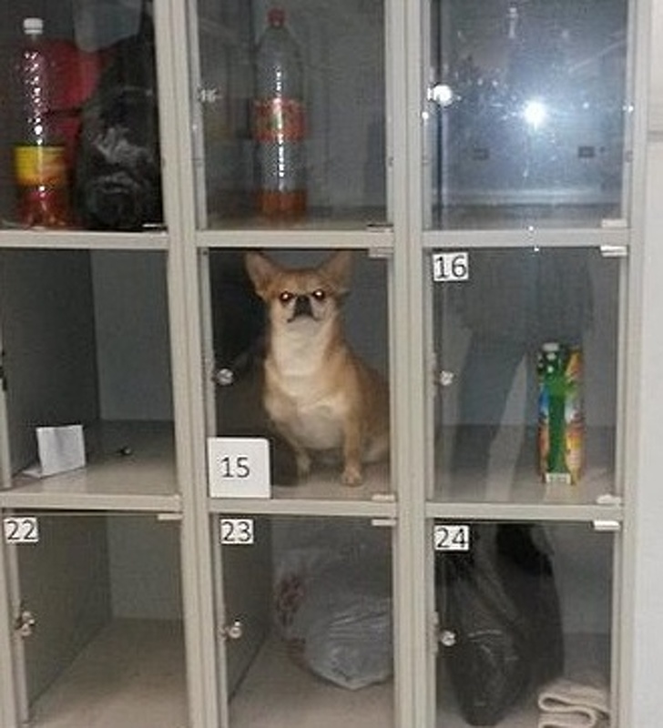 Un caine lasat de stapan in dulapul de la magazin