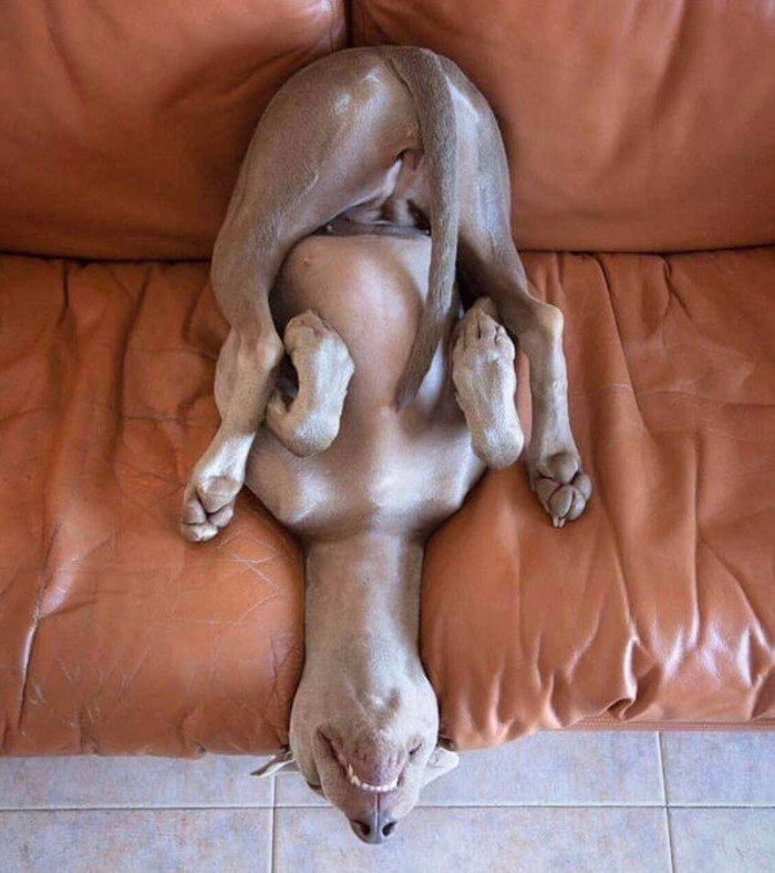 Nici stapanul nu se mai straduieste sa inteleaga stilul de dormit al animalului sau de companie