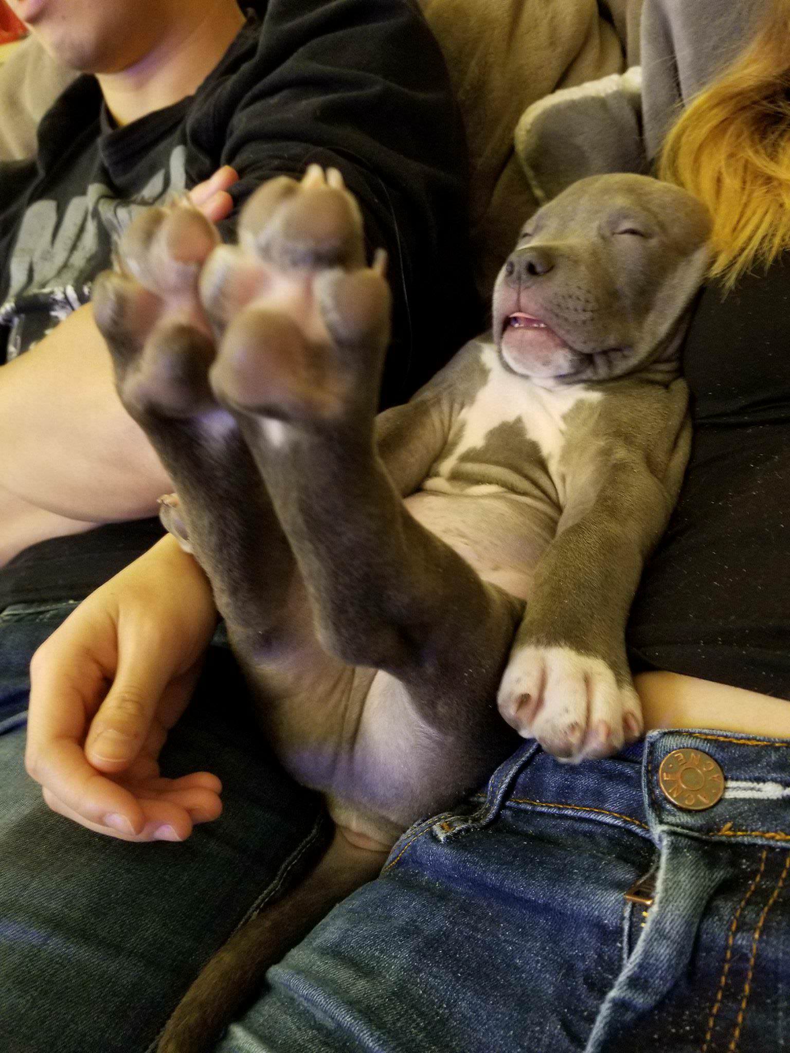 Chiar daca nu prea pare confortabil, fata cainelui spune contrariul