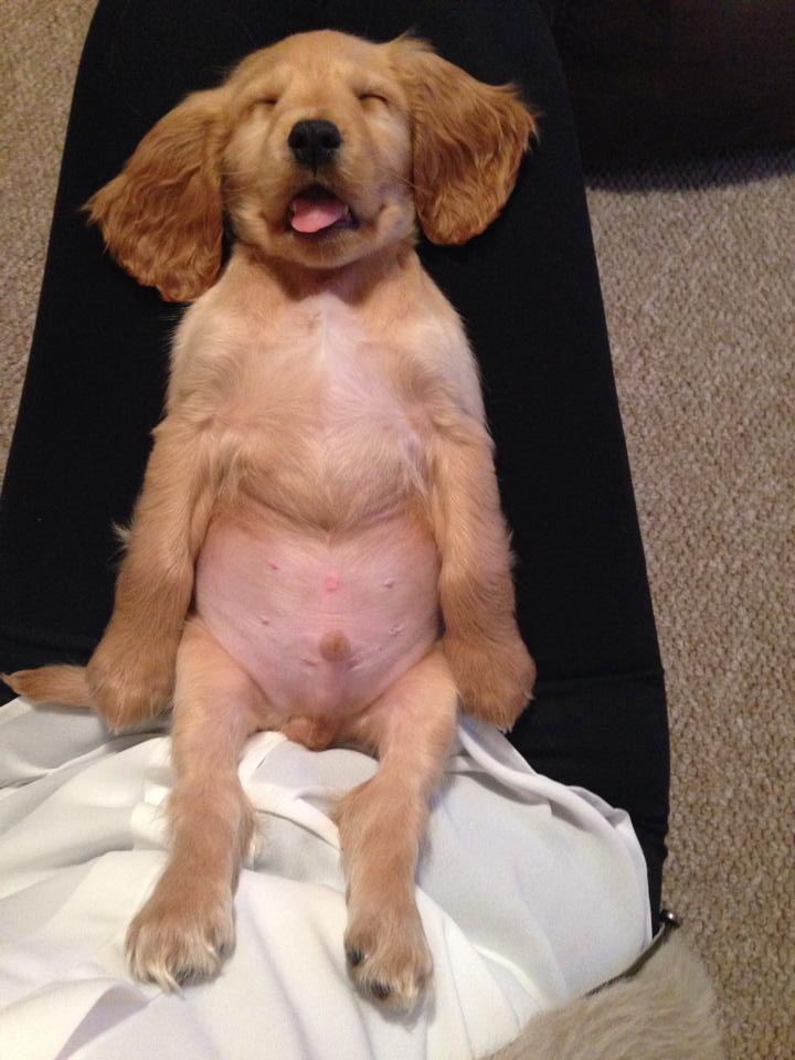 Pur si simplu adorabil