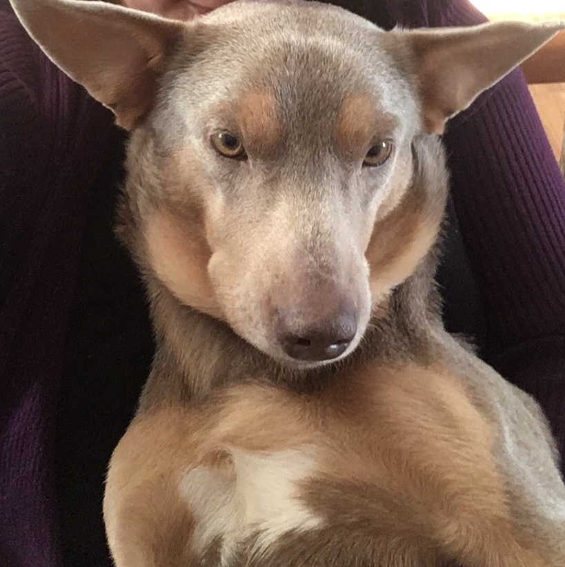 Mixul intre Doberman si Corgi: