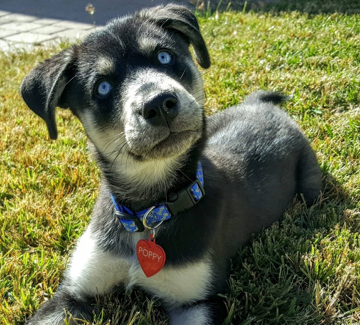 Jumatate Shepherd German, jumatate Husky, dar complet adorabil!