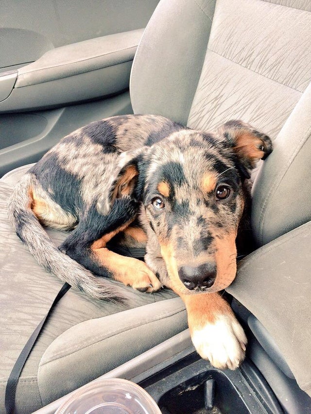 Rottwieler + Shepherd Australian = adorabil