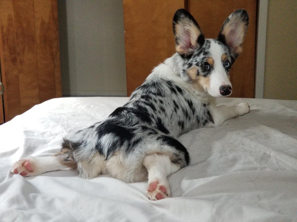 Acest prieten blanos este rezultatul imperecherii unui Corgi si un Shepherd Australian