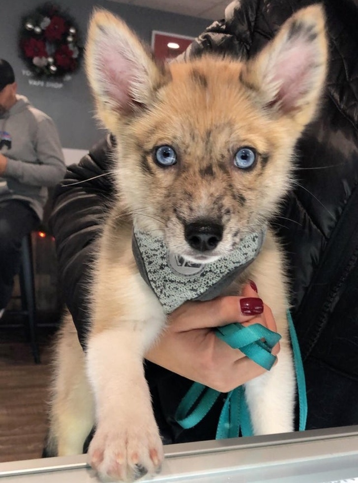 Cu siguranta ai vrea sa iei acasa un catelus jumatate Husky si jumatate Pomeranian