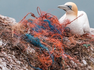 Animalele mor din pricina poluarii cu deseurile din plastic