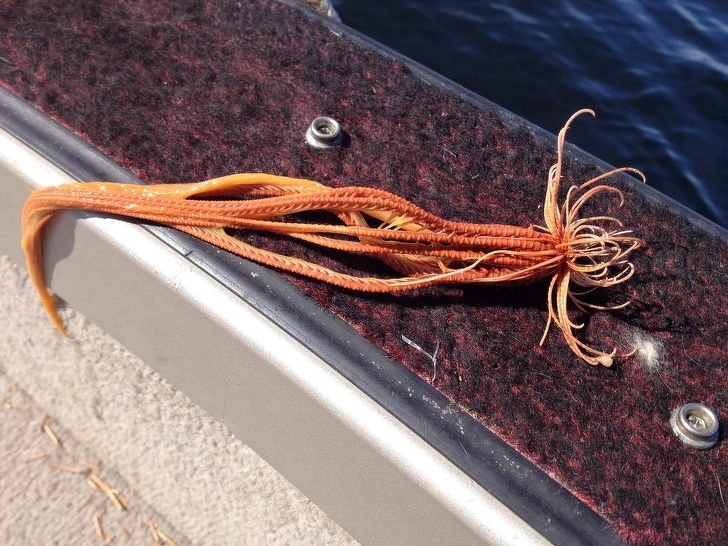 Ce este aceasta creatura marina?