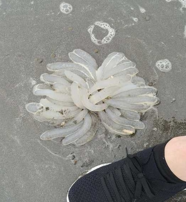 Aceasta creatura a fost gasita pe o plaja din Peninsula Olimpica, dar ce este de fapt?