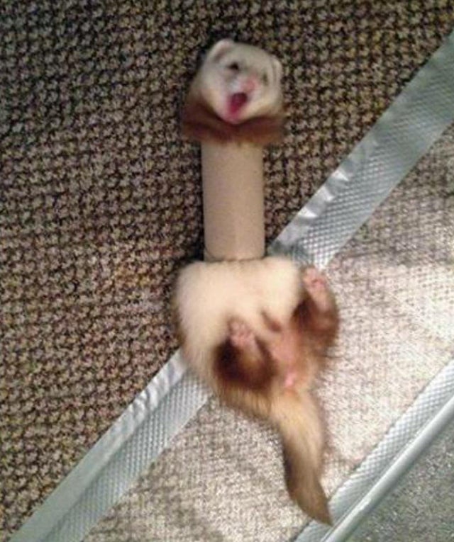 Micutul pare foarte uimit. Din exterior, rola de la hartia igienica parea mult mai mare