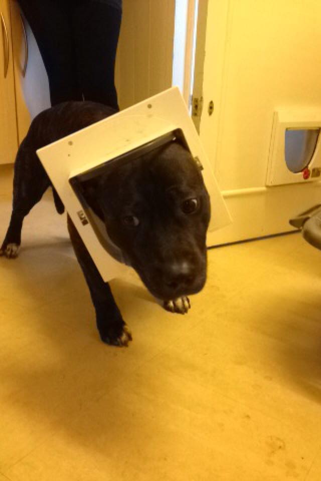 El chiar a crezut ca poate sa intre pe usita pentru pisici