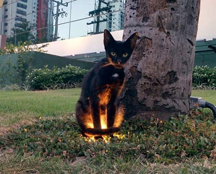 O pisica neagra cu o aura... luminoasa