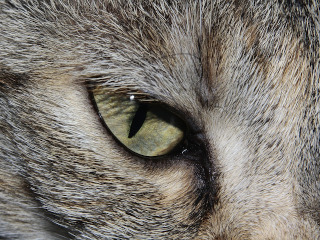 Vederea lor este ca o superputere