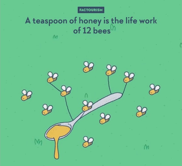 Pentru a face o lingura de miere este nevoie de 12 albine