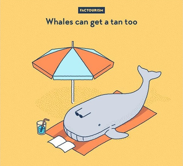 Si balenele se pot bronza