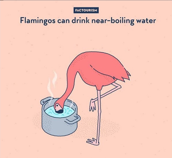 Pasarile Flamingo pot bea si apa fiarta