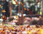 Invata sa te bucuri de toamna