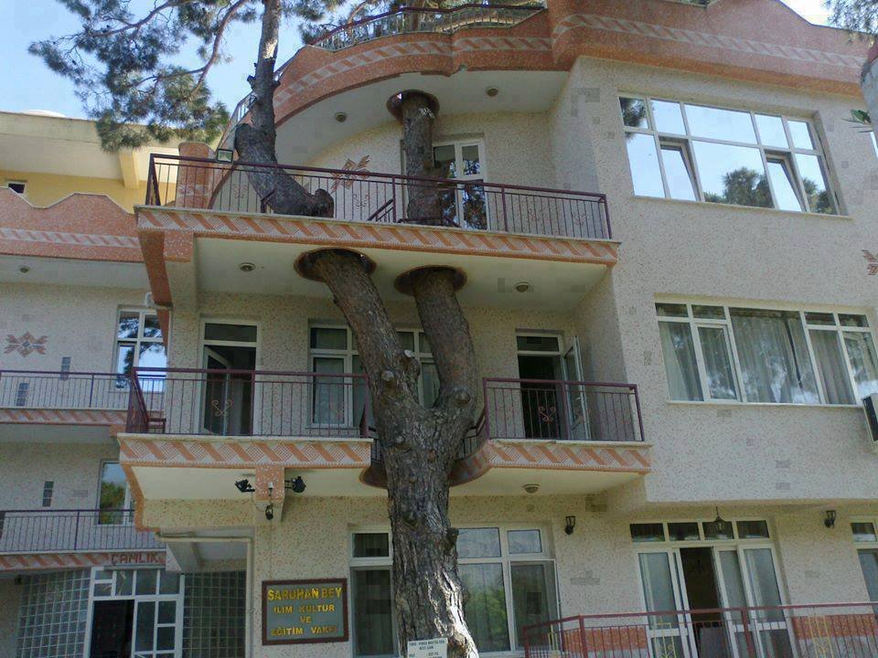 Cine spune ca nu poti imparti balconul cu un copac urias?