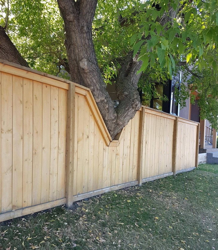 In afara faptului ca ne ofera oxigen, copaci pot bloca si "musafirii" nepoftiti