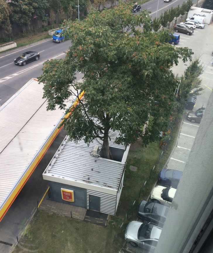 Nu vezi in fiecare zi un copac care creste din interiorul unei benzinarii