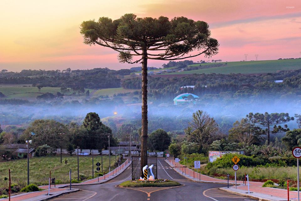 Pentru a nu-l taia, un oras din Brazilia a decis sa faca drumul in jurul copacului