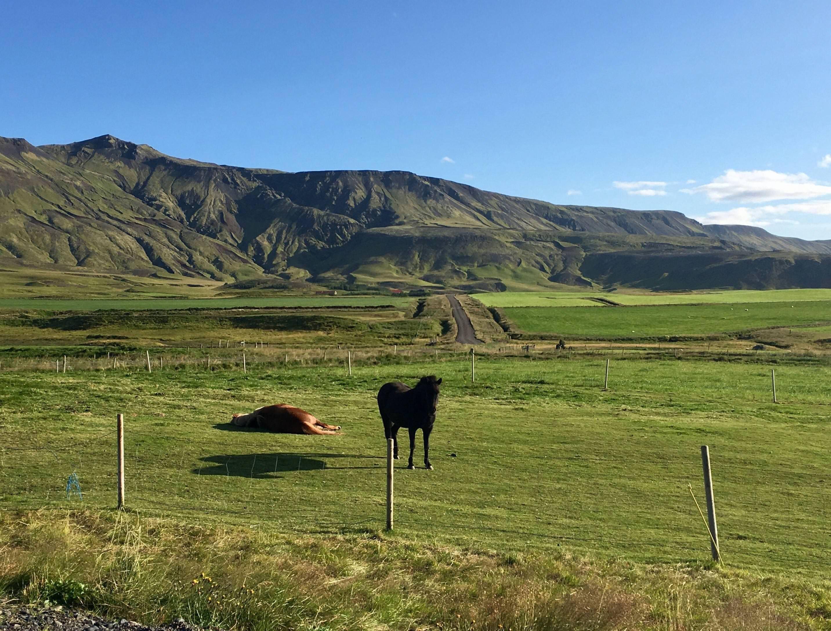 Un cal ce pare sa leviteze