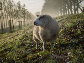 Ce nu au voie ciobanii sa faca