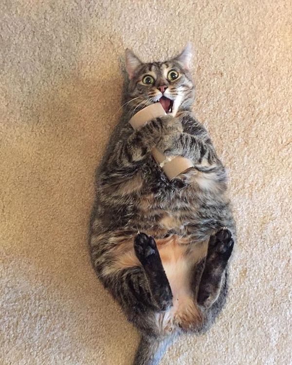 Tot ce ii trebuie unei pisici pentru a fi fericita este o rola goala de la hartia igienica