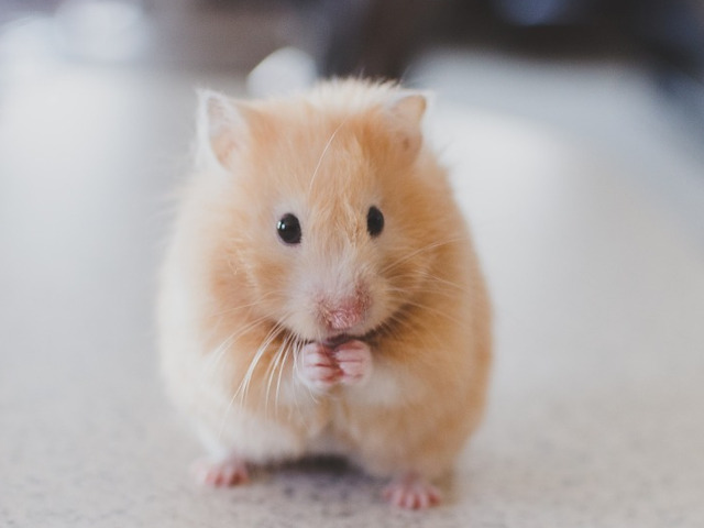 Hamster