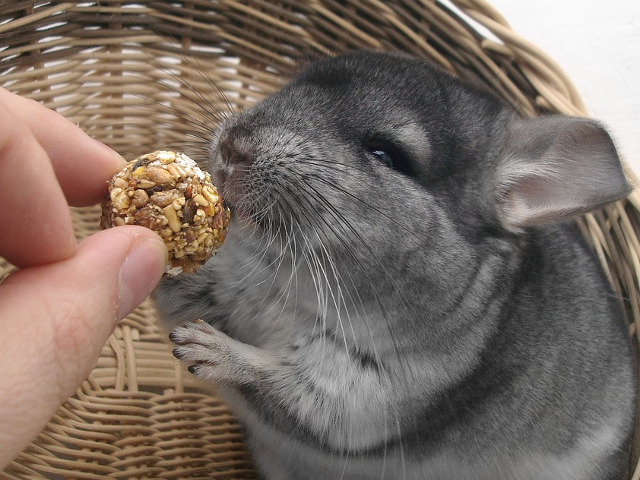 Chinchilla