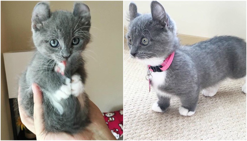 Mixul dintre Munchkin si American Curl