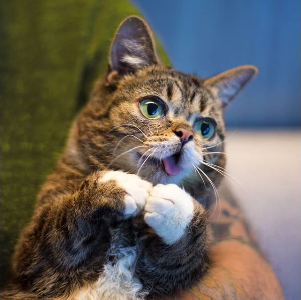 Lil Bub s-a nascut fara dinti, de asta limba lui este mereu afara