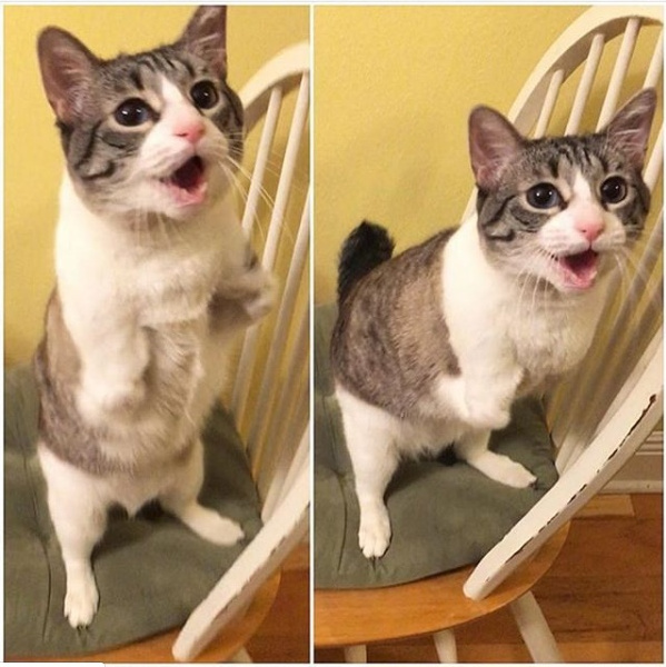 Din cauza unei mutatii genetice, Roux s-a nascut fara labutele din fata