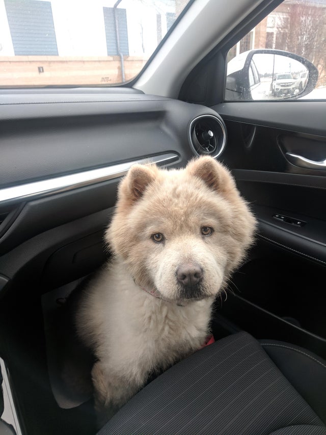 Un caine sau un ursulet?