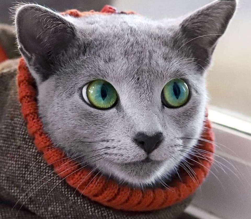 Pisicuta asta are cei mai frumosi ochi, fara pic de Photoshop